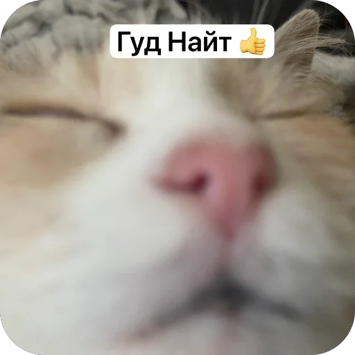 Стикер Cats memes