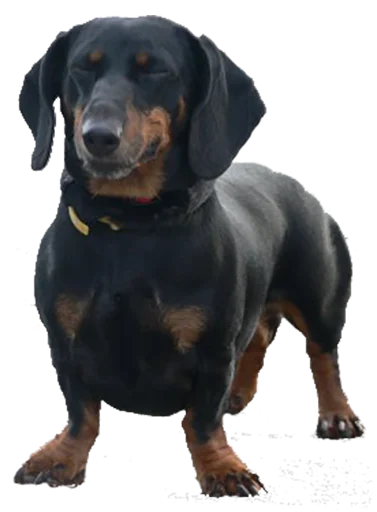 Стикер Аццкий цобак!