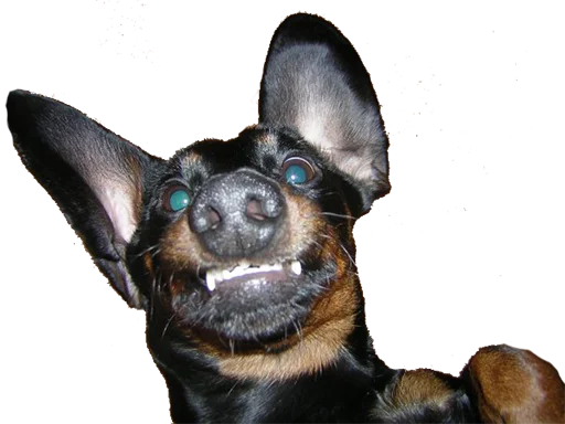 Стикер Аццкий цобак!