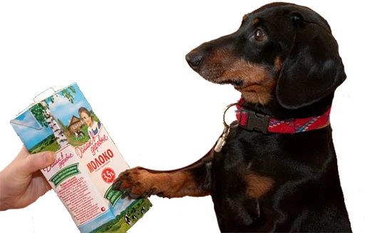 Стикер Аццкий цобак!