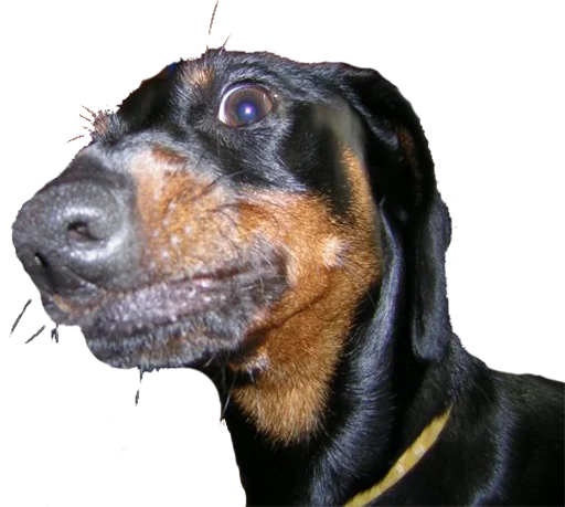 Стикер Аццкий цобак!