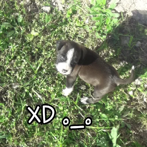 Стикер Afios Orolo