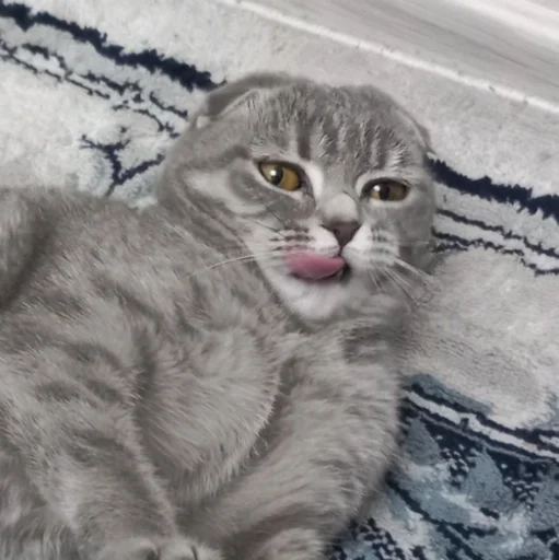 Эмодзи котики