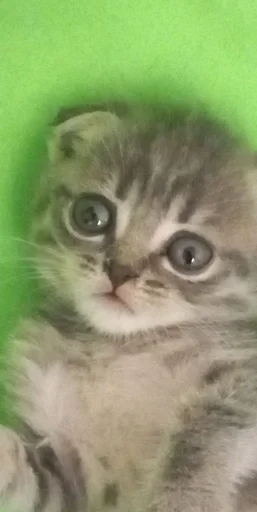 Эмодзи котики