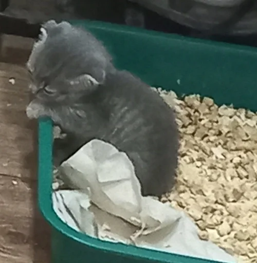 Эмодзи котики