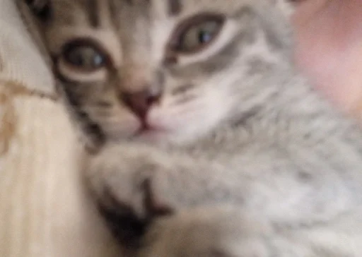 Эмодзи котики