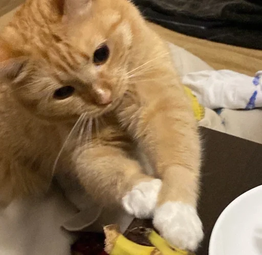 Стикер котики