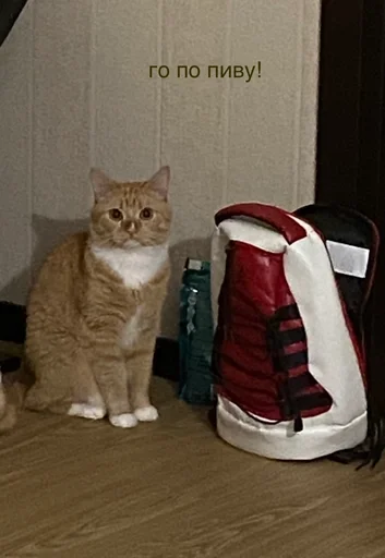 Стикер котики