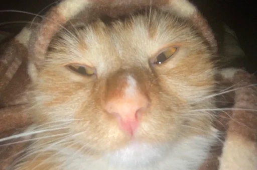 Стикер котики