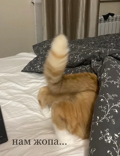 Стикер котики