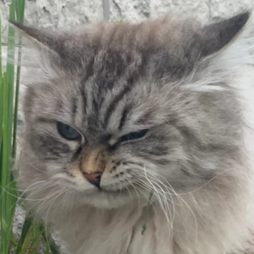 Стикер AlinaRinRin Emotes