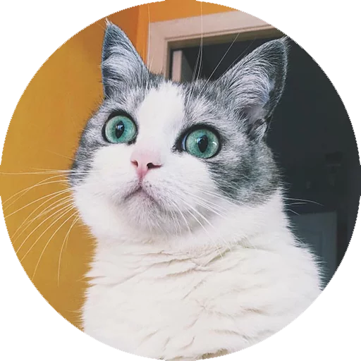 Стикер Котики