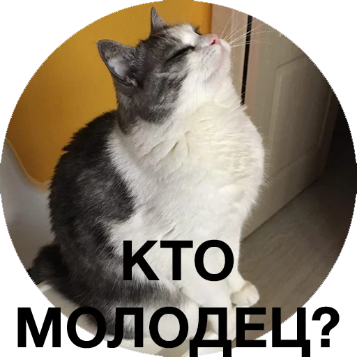 Стикер Котики