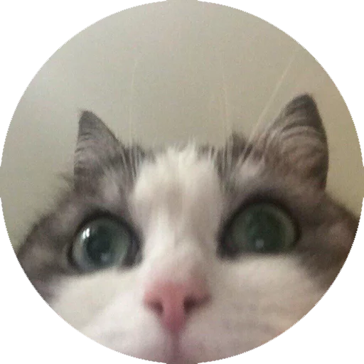 Стикер Котики