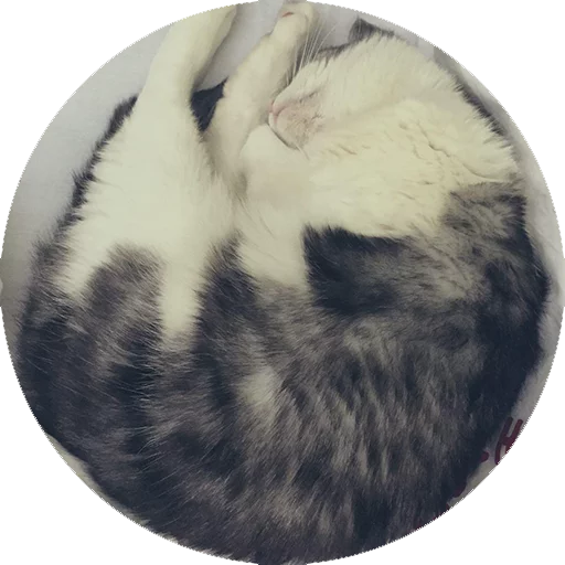 Стикер Котики