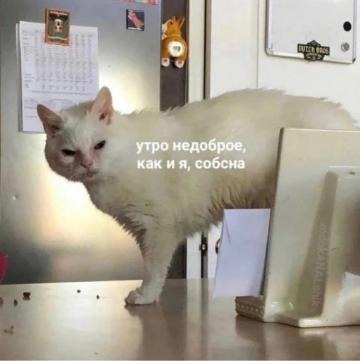 Стикер Котики