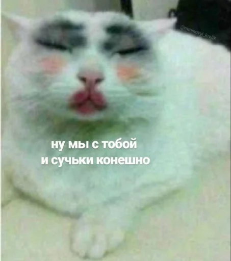 Стикер Котики