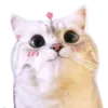 Стикер Kucing 🐈