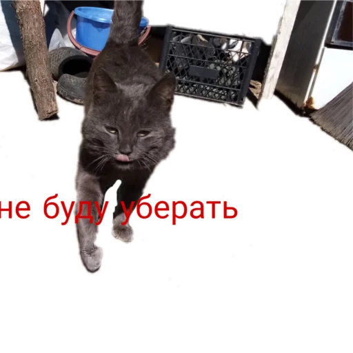 Стикер Муська myrzik