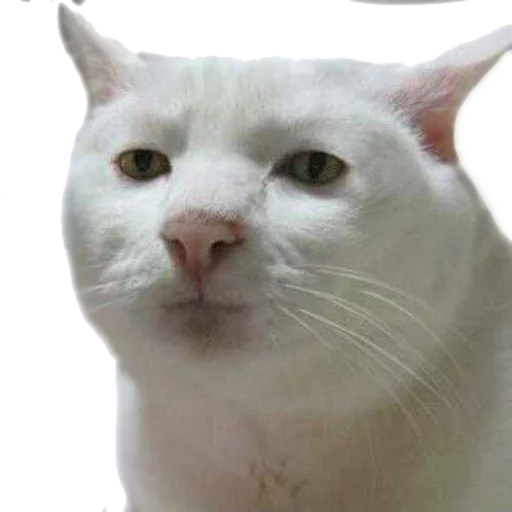 Стикер AnimalPhotoEmoji