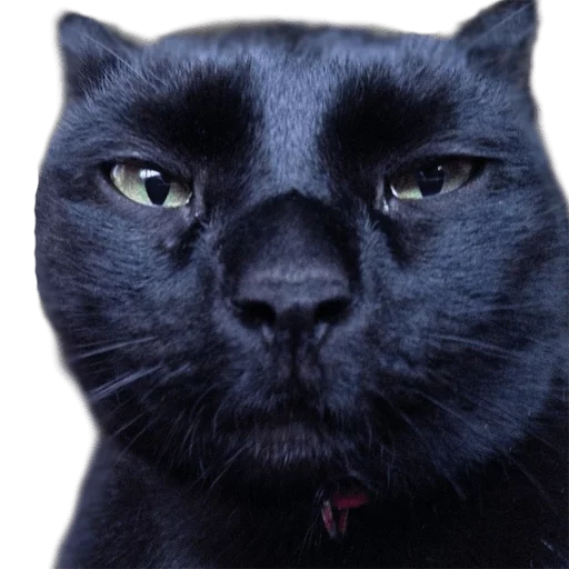 Стикер AnimalPhotoEmoji