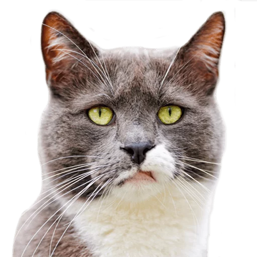 Стикер AnimalPhotoEmoji