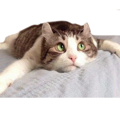 Стикер AnimalPhotoEmoji