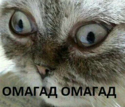 Стикер Атайдите pls