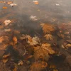 Эмодзи Autumn