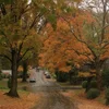 Эмодзи Autumn