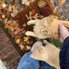 Эмодзи Autumn