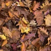Эмодзи Autumn