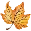🍁
