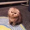 Стикер Котята
