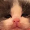 Стикер Котята