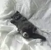 Стикер Котята