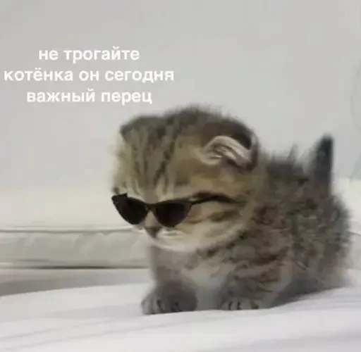 Стикер Котики и фразочки