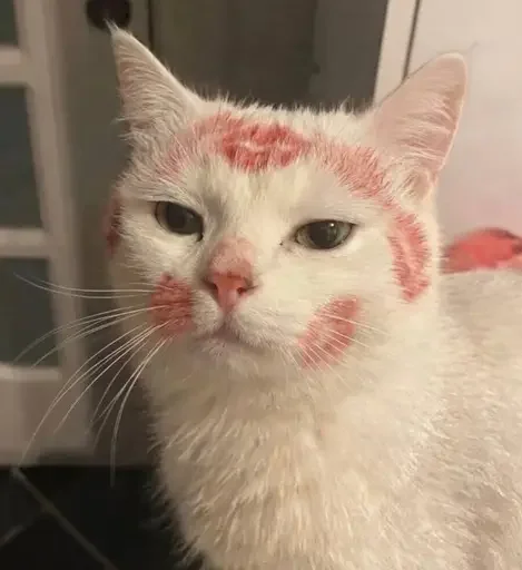 Стикер Котики и фразочки