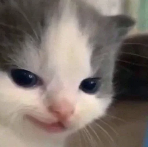 Стикер Kittens