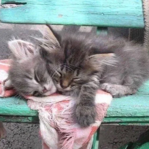 Стикер Kittens