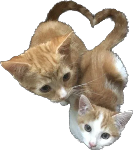 Стикер Kittens