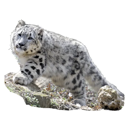 Стикер BarsFukuBaby
