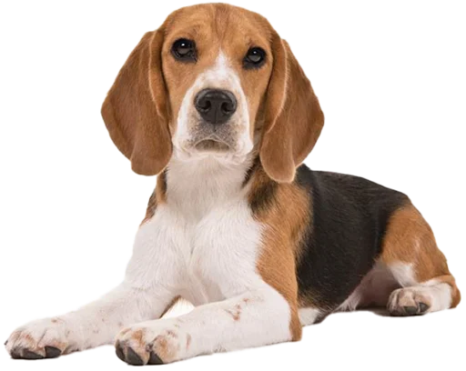 Стикер beagle-1