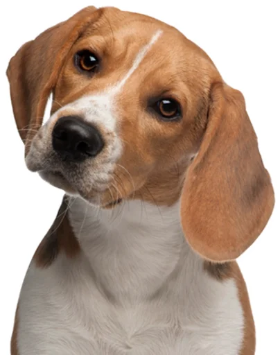 Стикер beagle-1