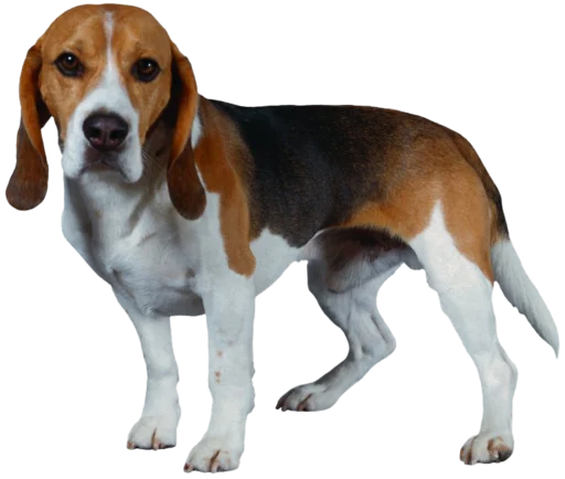 Стикер beagle-1