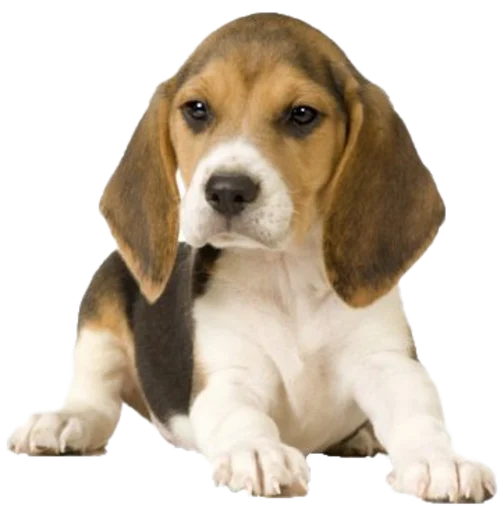 Стикер beagle-1