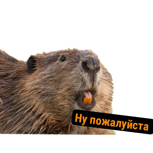 Стикер Бобры Милашки