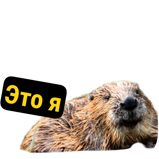 Стикер Бобры Милашки