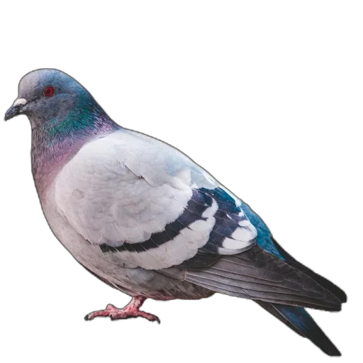 Стикер Голуби XL