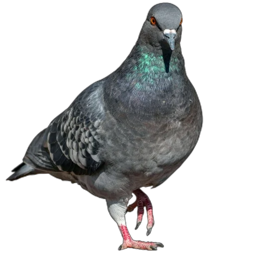 Стикер Голуби XL